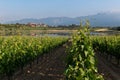 Vineyard and CarralogroÃÂ±o lake with Laguardia town as background, Rioja Alavesa, Spain Royalty Free Stock Photo