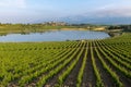 Vineyard and CarralogroÃÂ±o lake with Laguardia town as background, Rioja Alavesa, Spain Royalty Free Stock Photo