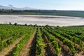 Vineyard and CarralogroÃÂ±o lake at Rioja Alavesa, Spain Royalty Free Stock Photo