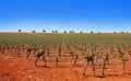 Vineyard in Castile La Mancha of Spain Royalty Free Stock Photo