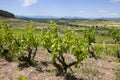 Vineyard, Catalonia Royalty Free Stock Photo