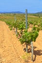 Vineyard, Catalonia, Spain Royalty Free Stock Photo