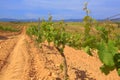 Vineyard, Catalonia, Spain Royalty Free Stock Photo