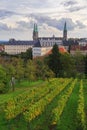 Vineyard and cathedral in Bamberg