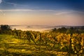 Vineyard in Central Europe