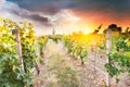 Vineyard with a chapel with dramatic sunset