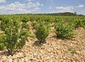 Vineyard from Chateaunef du Pape