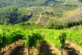 Vineyard In The Chianti