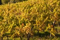 Vineyard chianti Royalty Free Stock Photo