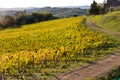 Vineyard chianti