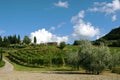 Vineyard chianti, Tuscany, Italy Royalty Free Stock Photo