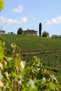 Vineyard chianti, Tuscany, Italy Royalty Free Stock Photo