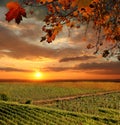 Vineyard in Chianti, Tuscany Royalty Free Stock Photo