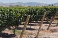 Vineyard in Chile Colchagua Valley