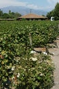 Vineyard in Chile Colchagua Valley Royalty Free Stock Photo