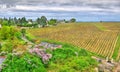 Vineyard in Chinon - Loire Valley, France