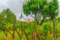 Vineyard with a church tower, wine village Pavlov in the south o