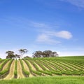 Vineyard Clare Valley Australia