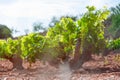 Vineyard close-up, side view of grape bushes of green flowers, there is a place for an inscription. beautiful landscape Royalty Free Stock Photo