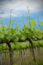 Vineyard and Cloudy Sky Royalty Free Stock Photo