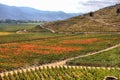 Vineyard at Colchagua valley in Chile