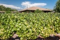 Vineyard in Colchagua Valley Chile