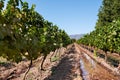 Vineyard at Colchagua valley