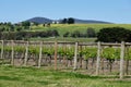 Vineyard - Coldstream Royalty Free Stock Photo