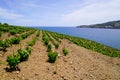 Vineyard of Collioure and wine Banyuls with sea coast of Vermeille in Pyrenees-Orientales france Royalty Free Stock Photo