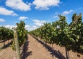 Vineyard in Mendoza Province, Argentina