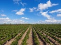 Vineyard in Mendoza Province, Argentina Royalty Free Stock Photo