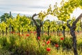 Vineyard with Corn Poppy in the Sunlight, German Wine Route Royalty Free Stock Photo