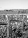 Vineyard in countryside Royalty Free Stock Photo