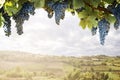 Vineyard countryside field landscape and grape on branch closeup border. Wine making and winery product design background Royalty Free Stock Photo