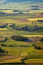 Vineyard countryside vertical landscape in Spain