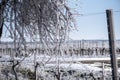 Vineyard covered in frozen rain in bright sunshine.