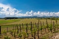 Vineyard in Croatia Royalty Free Stock Photo