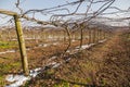 Vineyard, cultivation of Vinho Verde Royalty Free Stock Photo