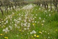 Vineyard with Dandelions Royalty Free Stock Photo