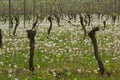 Vineyard with dandelions Royalty Free Stock Photo