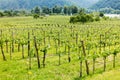 Vineyard and Danube river in Durnstein, Wachau, Austria Royalty Free Stock Photo