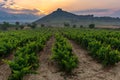 Vineyard with Davalillo castle as background, La Rioja, Spain Royalty Free Stock Photo