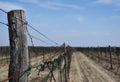 Vineyard in diminishing perspective. bright spring daylight. Royalty Free Stock Photo