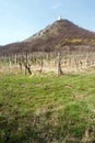 Vineyard and Divci hrad castle ruins in Palava mountains in South Moravia