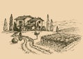 Vineyard drawing