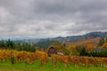 Vineyard in Dundee Oregon in Fall Season USA America