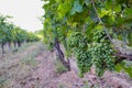 Vineyard in ealry summer not ripe yet for harvesting