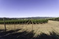 Vineyard Royalty Free Stock Photo