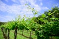 Vineyard in early spring with blie sky and clouds in background