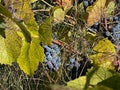 Vineyard on the edge of Sarti resort, Greece